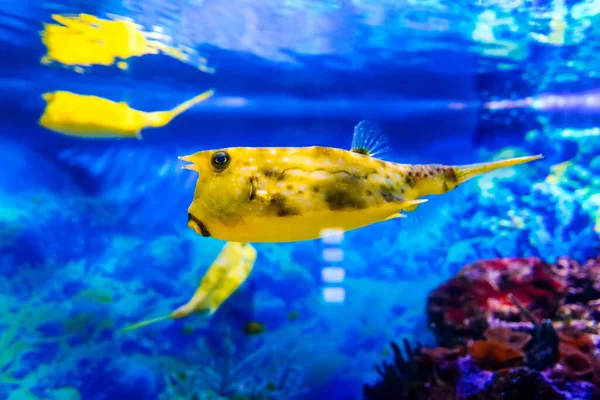 Peixe-caubói amarelo longhorn nada em água azul em um aquário — Fotografia de Stock