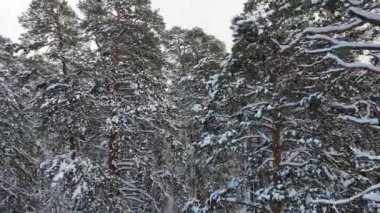 Hava. Düşünce kış ağaçlar yukarıdan yere hareketli kamera. Kış orman.