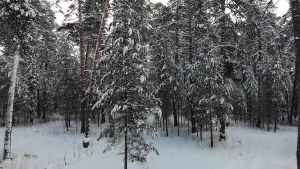 AERIAL. Câmera movendo-se entre árvores no inverno . — Vídeo de Stock