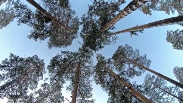 Cámara moviéndose entre árboles en invierno. Vista desde abajo hacia arriba . — Vídeos de Stock