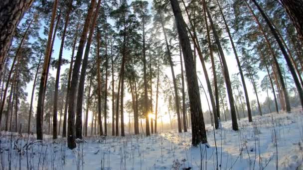 Zimowy krajobraz. Powolny ruch aparatu ruchu z dolnym rogu w zimowym lesie. — Wideo stockowe