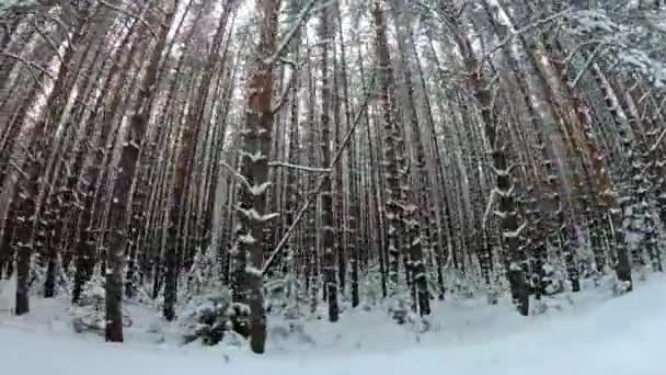 Pov orman tarafından geçen sürüş. POV sürüş, görüş uzun boylu dağ orman çam ağaçları kış, arabanın içindeki görünümü. — Stok video