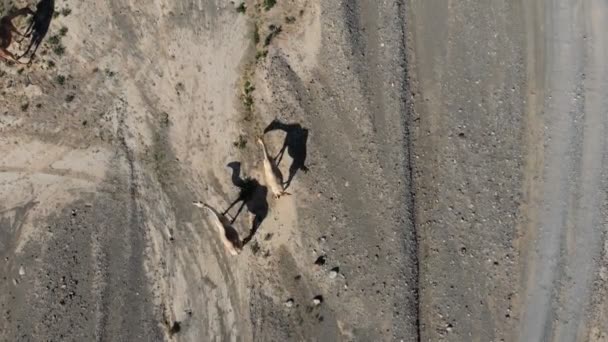 Luchtfoto. Bovenaanzicht van schattige kamelen en zijn schaduw op de boerderij bij Uae — Stockvideo