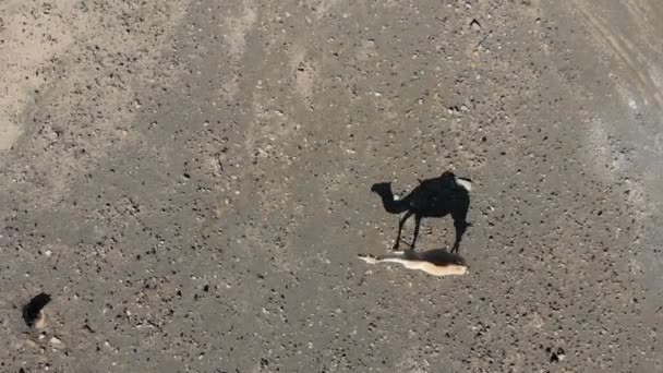 可爱的单驼峰骆驼在美丽的奥马尼沙漠 — 图库视频影像