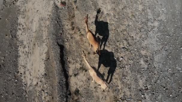 AERIAL. Vista superior de lindos camellos y su sombra en la granja en los Emiratos Árabes Unidos — Vídeo de stock