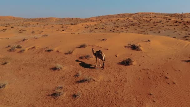 Antenne. Wüstenlandschaft mit Kamelen. Sand, Kamel und blauer Himmel mit Wolken. Reiseabenteuer. — Stockvideo