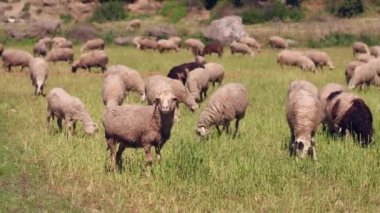 koyun sürüsü güzel dağ çayır üzerinde