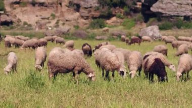 koyun sürüsü güzel dağ çayır üzerinde