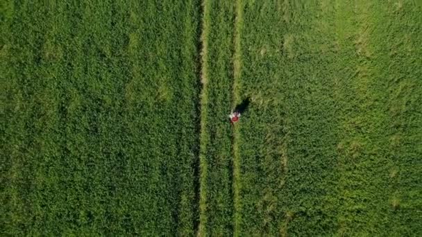 Luftaufnahme einer Frau, die im grünen Feld geht — Stockvideo