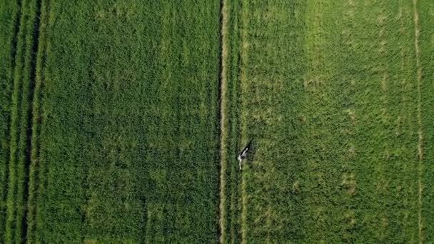 Вид с воздуха на женщину, колющую в зеленом поле — стоковое видео
