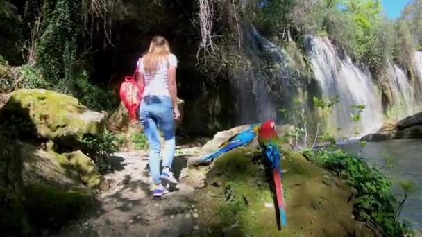 Joven viajera caminando por las selvas. Dos loros de colores sentados cerca de la cascada . — Vídeos de Stock