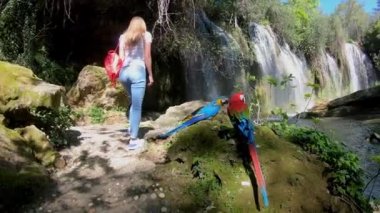 Ağır çekim. Genç kadın yolcu ormanlarda yürüyüş. Şelale oturan iki renkli papağan.