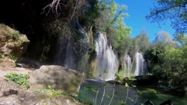 Slowmotion. İki papağan ahşap ormanları içinde. İki güzel papağan yeşil yaşam. kayanın üzerinde oturan iki kuş. Tropikal doğa yerinden yaban hayatı.