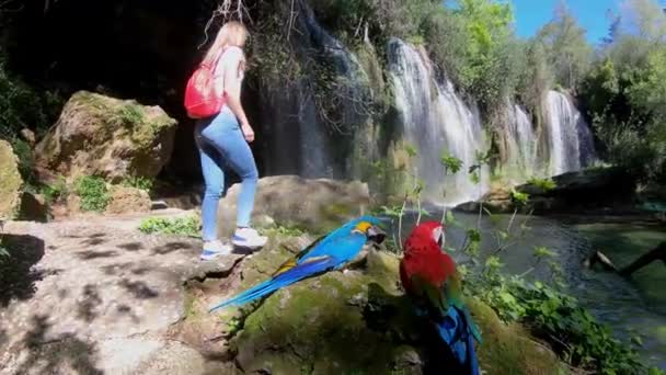 Au ralenti. Jeune voyageuse marchant dans la jungle. Deux perroquets colorés assis près de la cascade . — Video