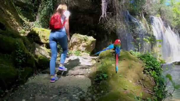 Joven viajera mirando hacia la cascada y levantando las manos en las selvas. Dos loros de colores sentados cerca de la cascada . — Vídeos de Stock