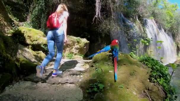 スローモーション。若い女性の旅行の滝を探して、ジャングルの中で彼女の手の上に 。滝の近くに座っている 2 つのカラフルなオウム. — ストック動画