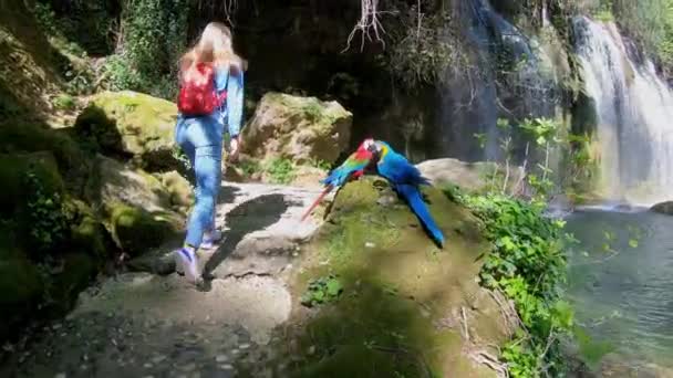 Giovane viaggiatrice che guarda la cascata e alza le mani nella giungla. Due pappagalli colorati seduti vicino alla cascata . — Video Stock