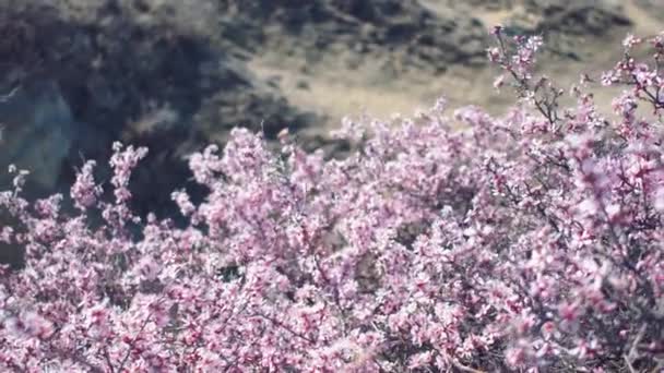 Flor de árbol de primer plano con magnífica vista del paisaje en Capadocia, Turquía — Vídeo de stock
