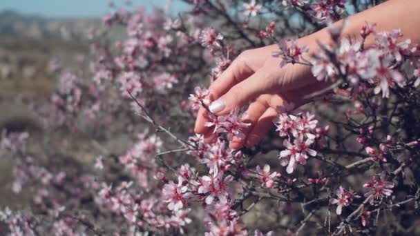 La mano femminile tocca i fiori sugli alberi. Fiore di albero primo piano con magnifica vista sul paesaggio in Cappadocia, Turchia — Video Stock