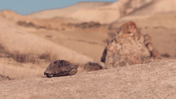 Dağlarda vahşi kaplumbağa, — Stok video