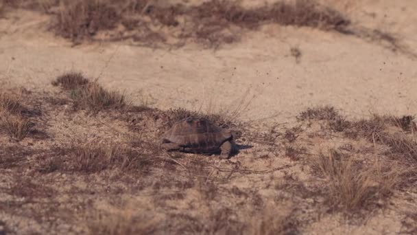 Tortue sauvage dans les montagnes , — Video