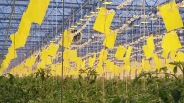 Serada büyüyen domatesler. Organik sebze bahçesi. Domates demeti.