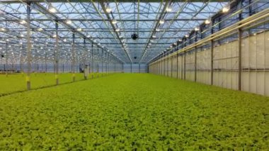 Hidroponik çiftlikte Yeşil taze salata üst görünümü. Modern Greenhose. Sağlıklı organik yiyecekler. Arka kamera mooving.