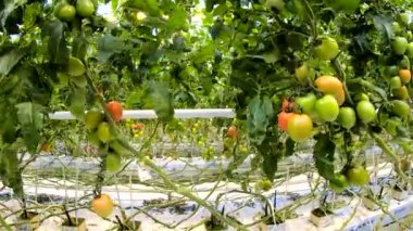 Farklı renk ve substrat bir büyük özel sera bahçe bitkileri şirkette bağlı bitkiler üzerinde büyüyen büyüme aşamalarında domates.