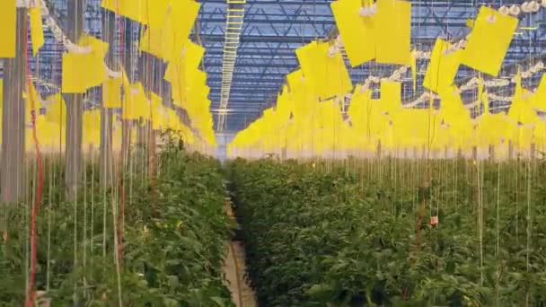 Κορυφαία προβολή. Οι ντομάτες μεγαλώνουν σε ένα θερμοκήπιο. Βιολογικός Κήπος θερμοκηπίου λαχανικών. Ντομάτα ομάδα. — Αρχείο Βίντεο