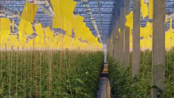 Tomater som växer i ett växthus. Ekologisk grönsaksträdgård. Tomatgäng. — Stockvideo