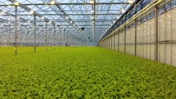 Vista superior da salada fresca verde na fazenda hidropônica. Mangueira moderna. Alimentos orgânicos saudáveis — Vídeo de Stock