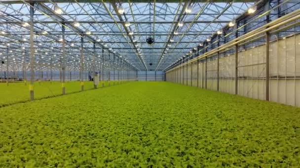 Vista superior da salada fresca verde na fazenda hidropônica. Mangueira moderna. Alimentos orgânicos saudáveis. Movendo câmera traseira . — Vídeo de Stock