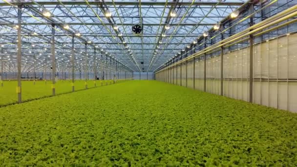 Antenne. Bovenaanzicht van groene verse salade in Hydroponic farm. Moderne greenhose. Gezond biologisch voedsel. Mooving terug camera. — Stockvideo