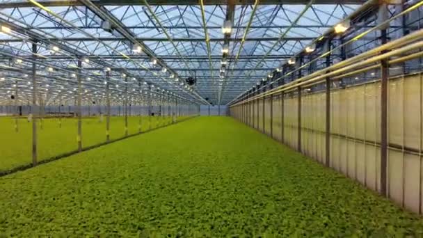 Top view of green fresh salad in hydroponic farm. Modern greenhose. Healthy organic food. Mooving streight camera. — Stock Video