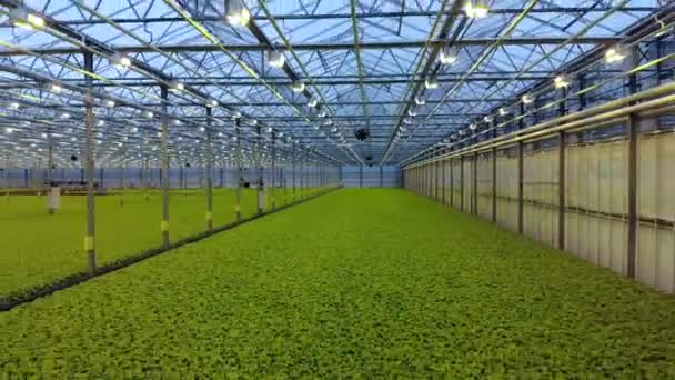 Вид сверху на зеленый свежий салат в гидратоновской ферме. Современная зелень. Здоровые органические продукты. Задняя камера . — стоковое видео