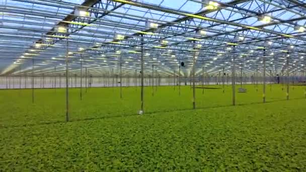 Groene verse salade in Hydroponic farm. Moderne greenhose. Gezond biologisch voedsel. Mooving camera door de kas. — Stockvideo