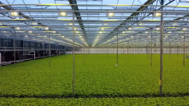 Groene verse salade in Hydroponic farm. Moderne greenhose. Gezond biologisch voedsel. Mooving camera door de kas. — Stockvideo