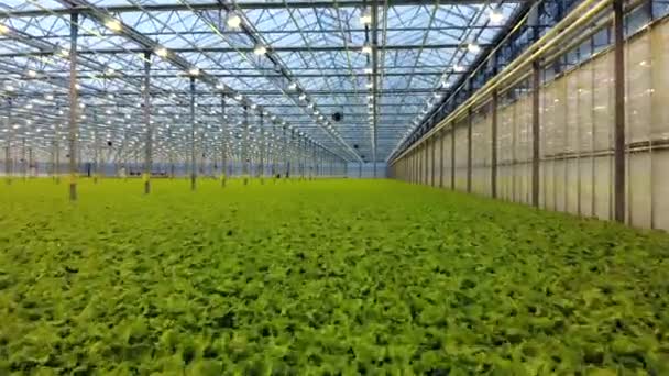 Salada fresca verde na fazenda hidropônica. Mangueira moderna. Alimentos orgânicos saudáveis. Movendo a câmera através da estufa . — Vídeo de Stock