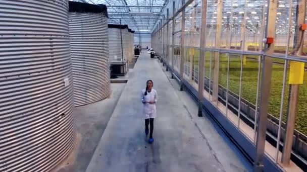 AERIAL. Front view asian woman, with tablet in hands, walking through the greenhouse. Controlling the process. — Stock Video