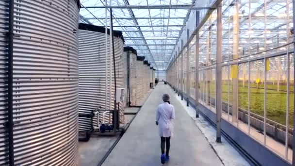Zpět zobrazit odborníka na zemědělství, který posuzuje situaci ve skleníku. Pohled shora. — Stock video