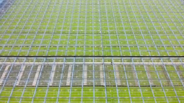 Serrecomplex panorama van glas dak van de hoogte. Groene velden. — Stockvideo