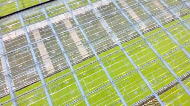 Gewächshauskomplexes Panorama des Glasdaches aus der Höhe. grüne Felder, symetrisches Gewächshaus. — Stockvideo