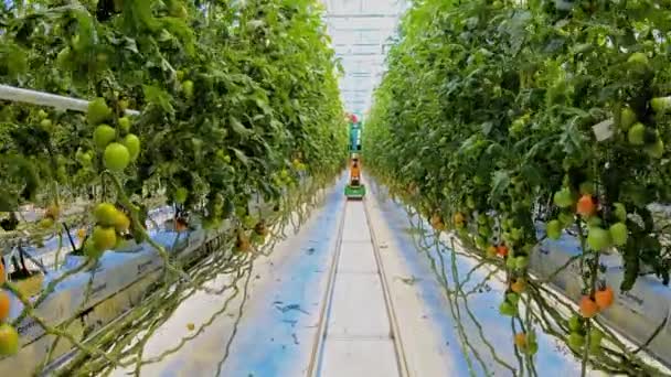 El hombre de uniforme recoge los tomates en el invernadero moderno, utilizando maquinaria especial . — Vídeos de Stock