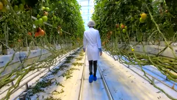 Giovane bella asiatica contadina biologica controllo in fattoria pianta agricola . — Video Stock