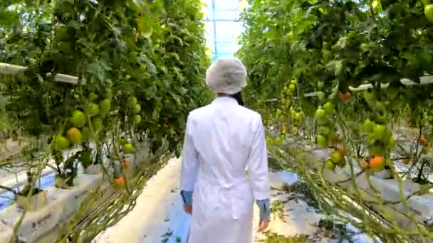 Jonge mooie Aziatische vrouwelijke biologische landbouwer controle in agrarische plant Farm. — Stockvideo