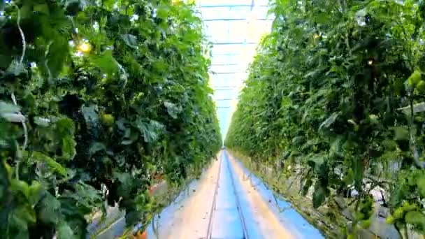 Tomatoes in different colors and stages of growth growing on substrate at tied plants in a large specialized greenhouse horticulture company. — Stock Video