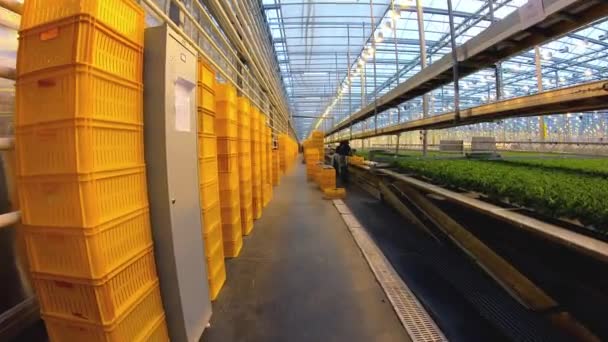 Moderno invernadero con plantas de tomate. Hermoso fondo — Vídeos de Stock