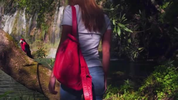 Yong viajera femenina caminando en la selva con loro y cascada . — Vídeo de stock