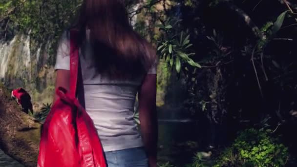 Yong female traveller walking in jungle with parrot and waterfall. — Stock Video