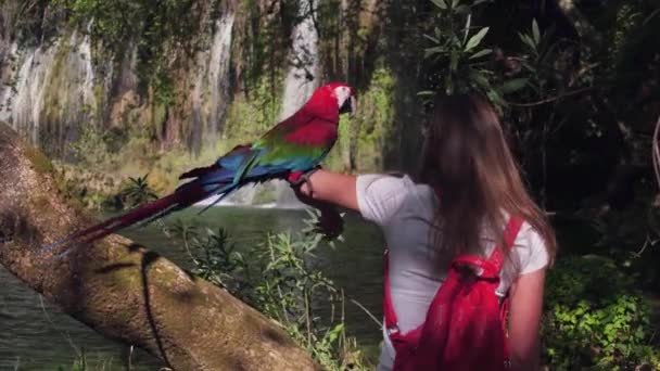 Yong viajera femenina caminando en la selva con loro y cascada . — Vídeos de Stock